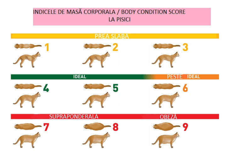 Mâncarea pisicilor grase. Diete pisici grase | CoolVet